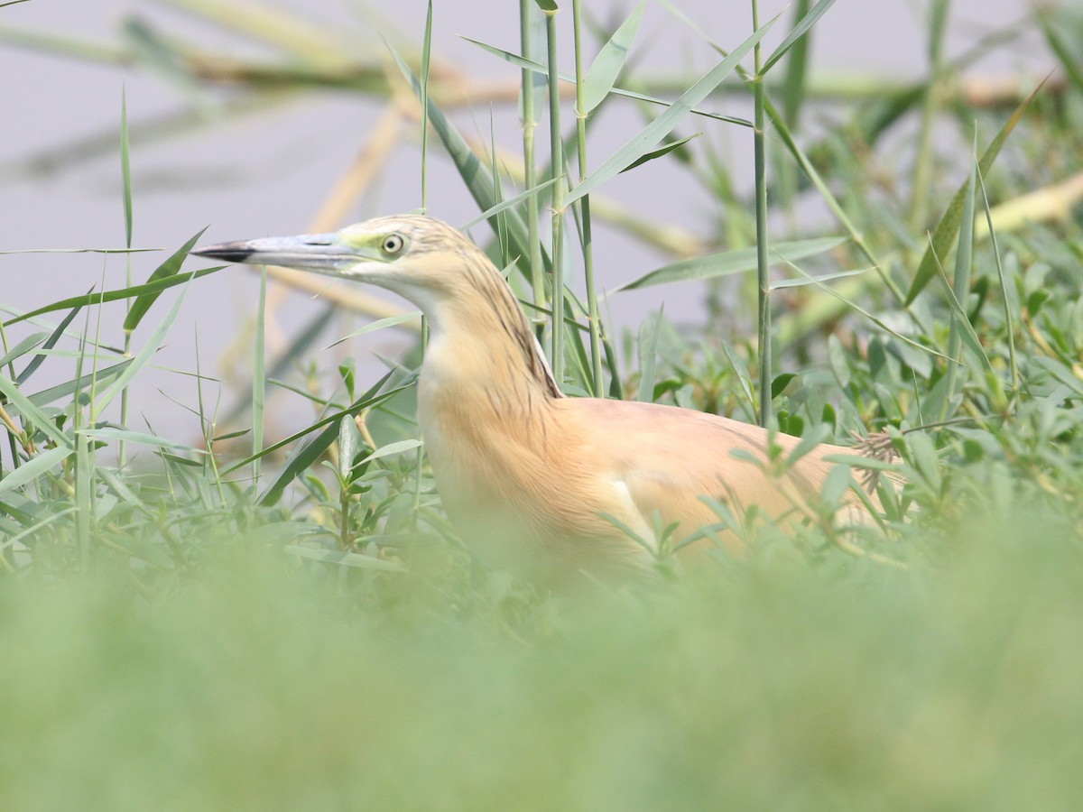 Squacco Heron - ML638528760