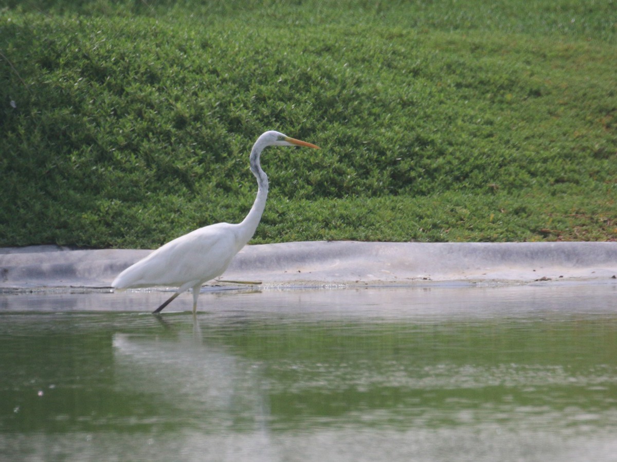 Great Egret - ML638528762