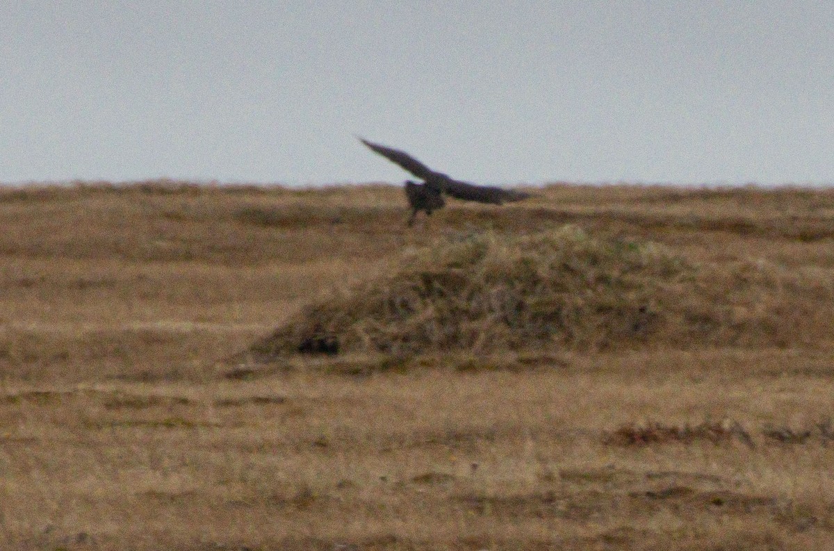 Pomarine Jaeger - ML638528815