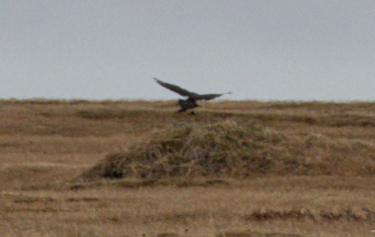 Pomarine Jaeger - ML638528816