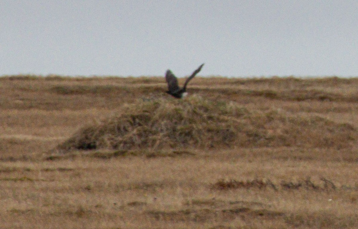 Pomarine Jaeger - ML638528817