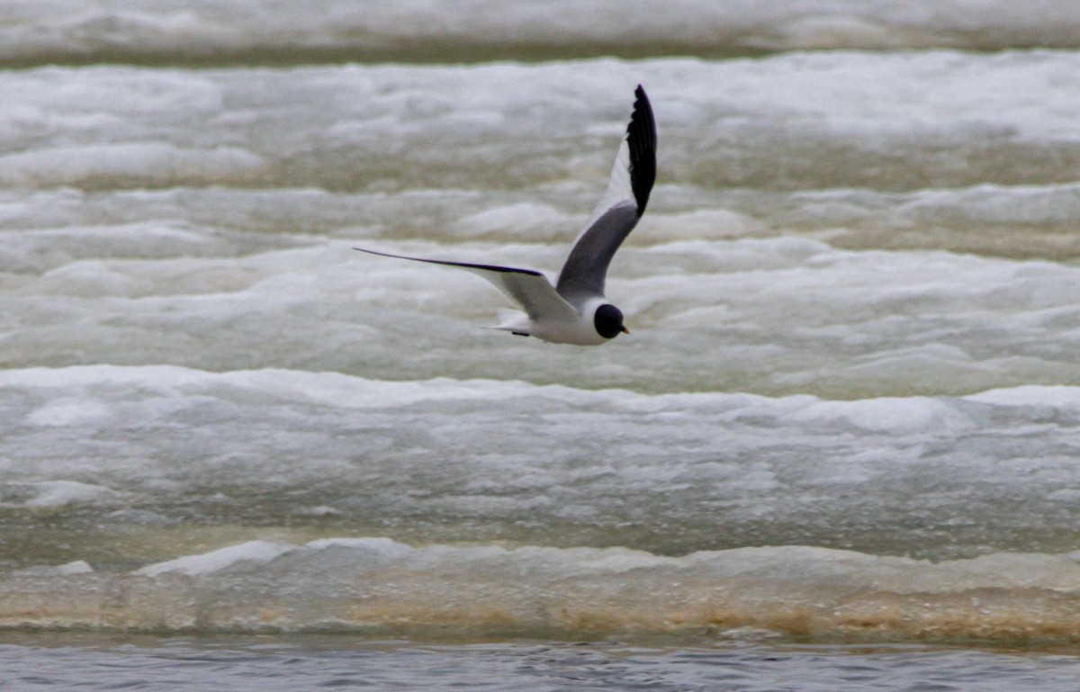 Sabine's Gull - ML638528831
