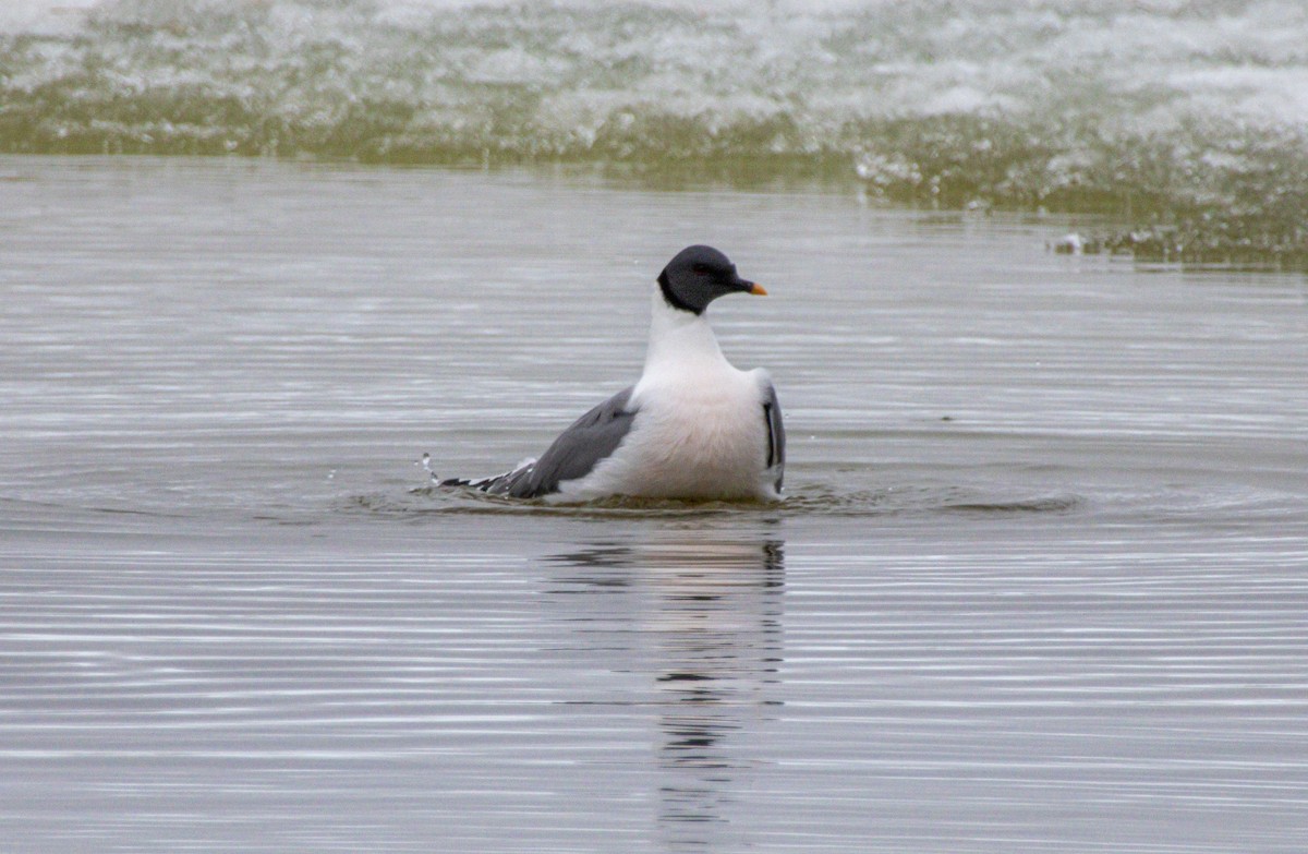 Sabine's Gull - ML638528832