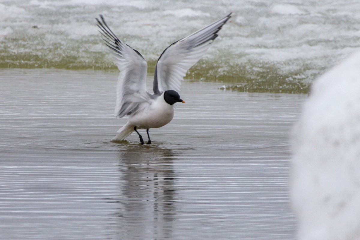 Sabine's Gull - ML638528834
