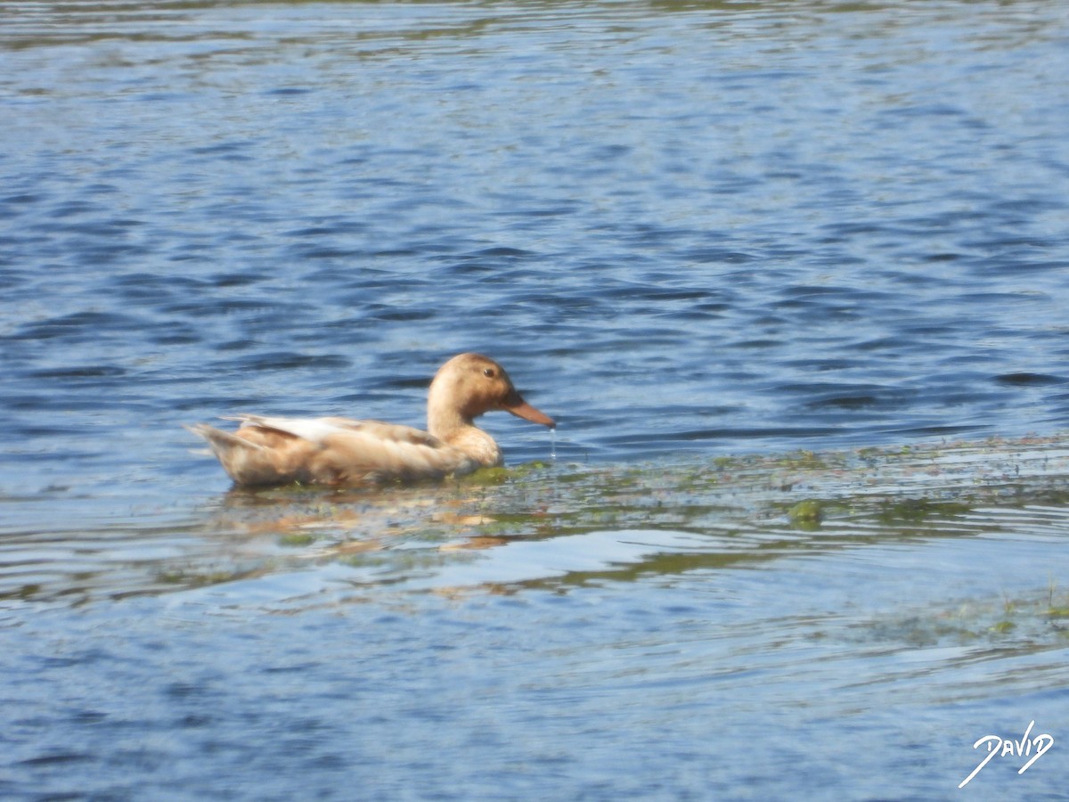 anatidé sp. (canard barboteur sp.) - ML638528872