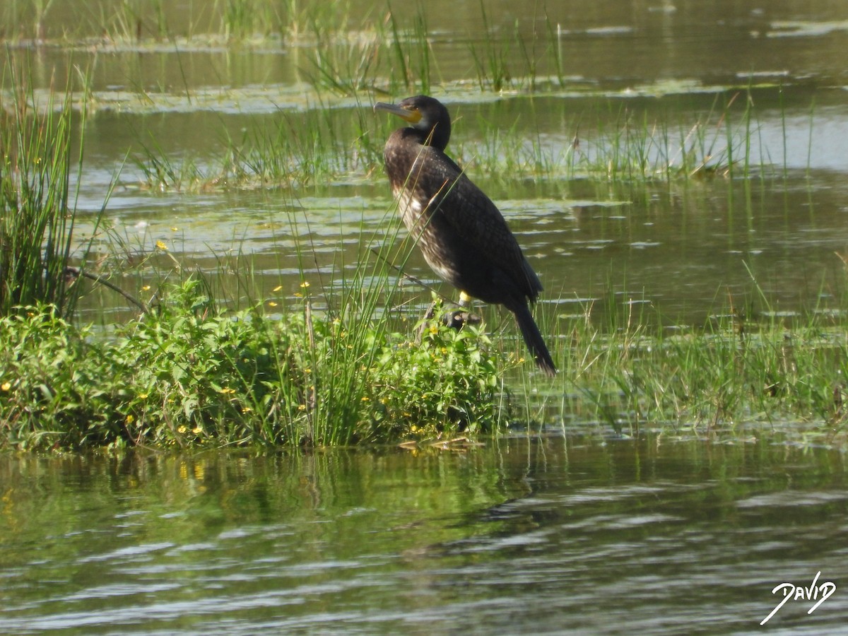 カワウ - ML638528886