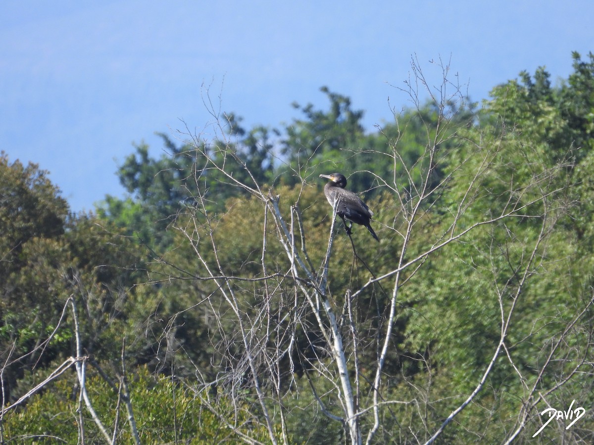 カワウ - ML638528887