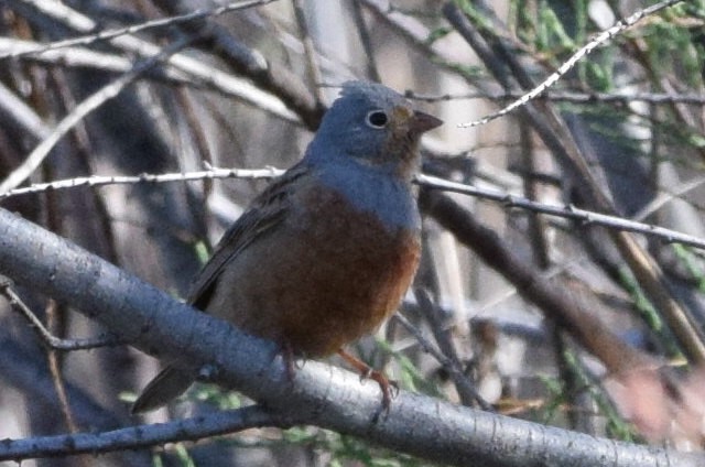 Cretzschmar's Bunting - ML638528888