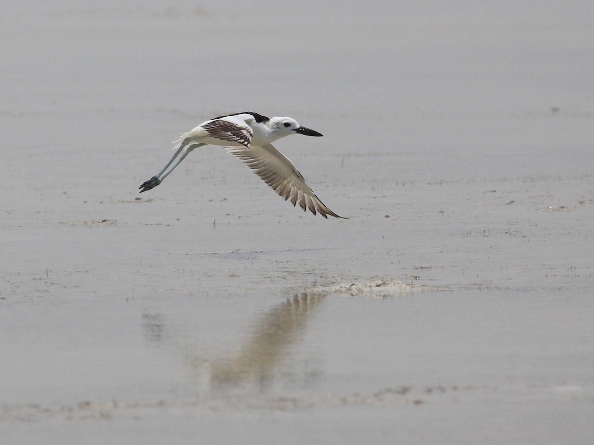 Crab-Plover - ML638528891