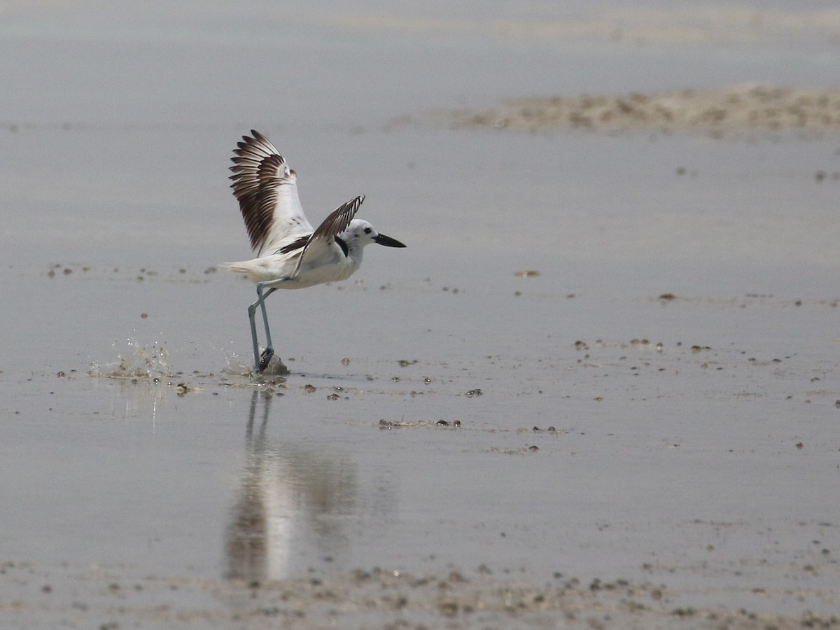 Crab-Plover - ML638528892