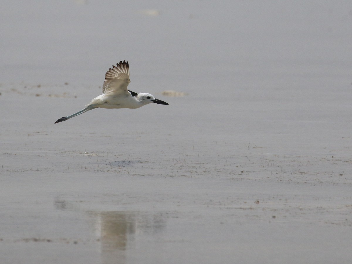 Crab-Plover - ML638528893