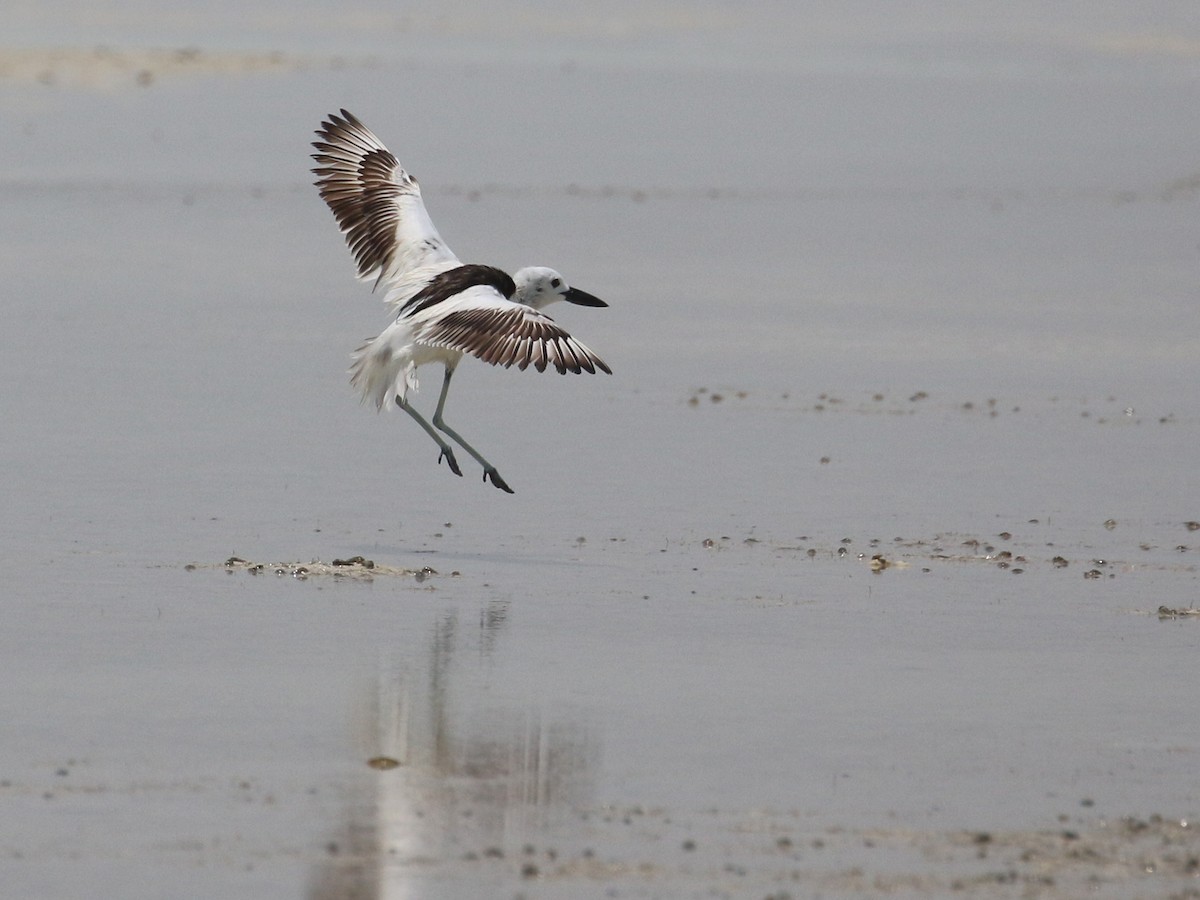 Crab-Plover - ML638528894