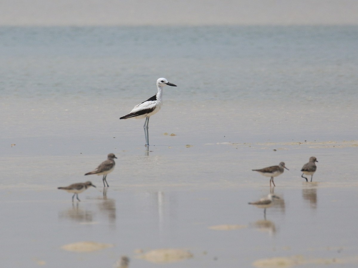Crab-Plover - ML638528895