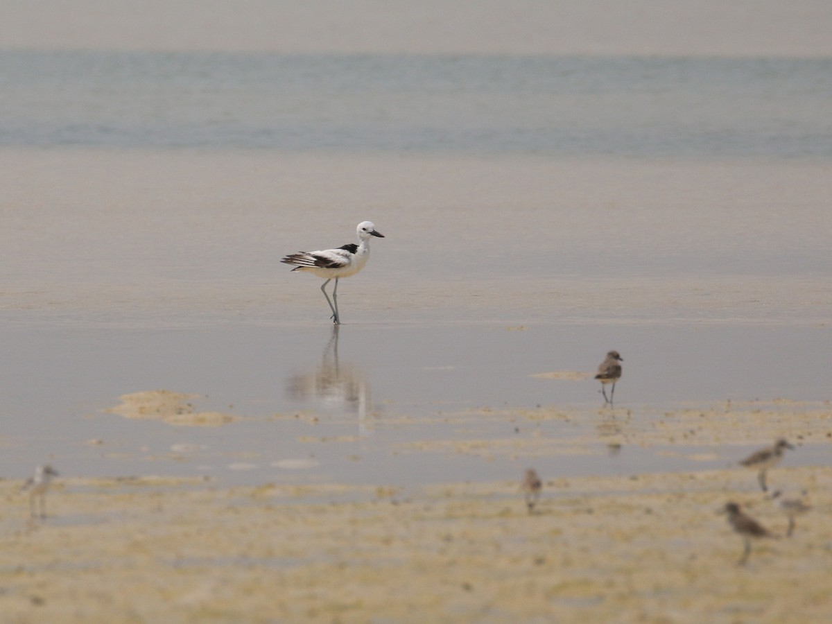 Crab-Plover - ML638528896
