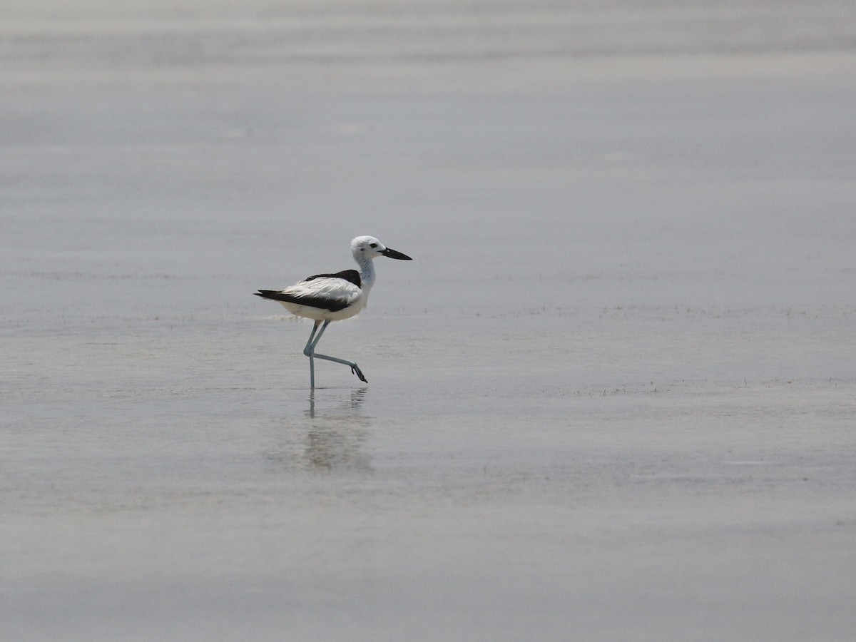 Crab-Plover - ML638528897