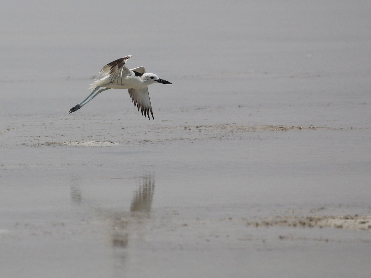 Crab-Plover - ML638528898