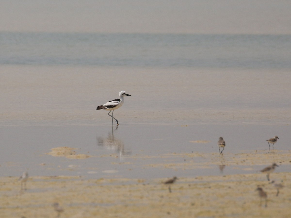 Crab-Plover - ML638528900
