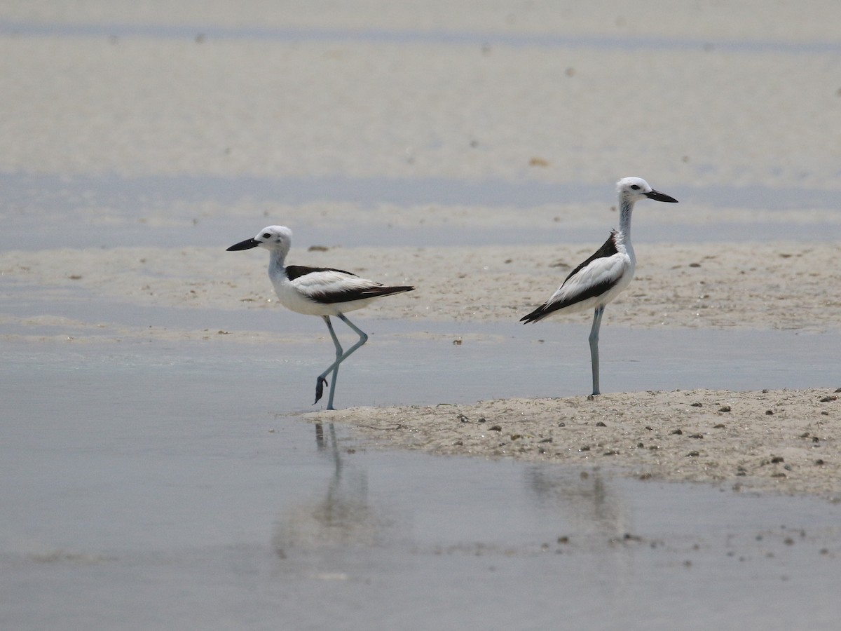 Crab-Plover - ML638528908