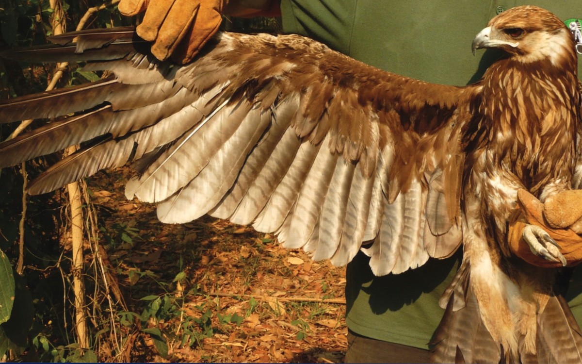 Indian Spotted Eagle - ML638528935