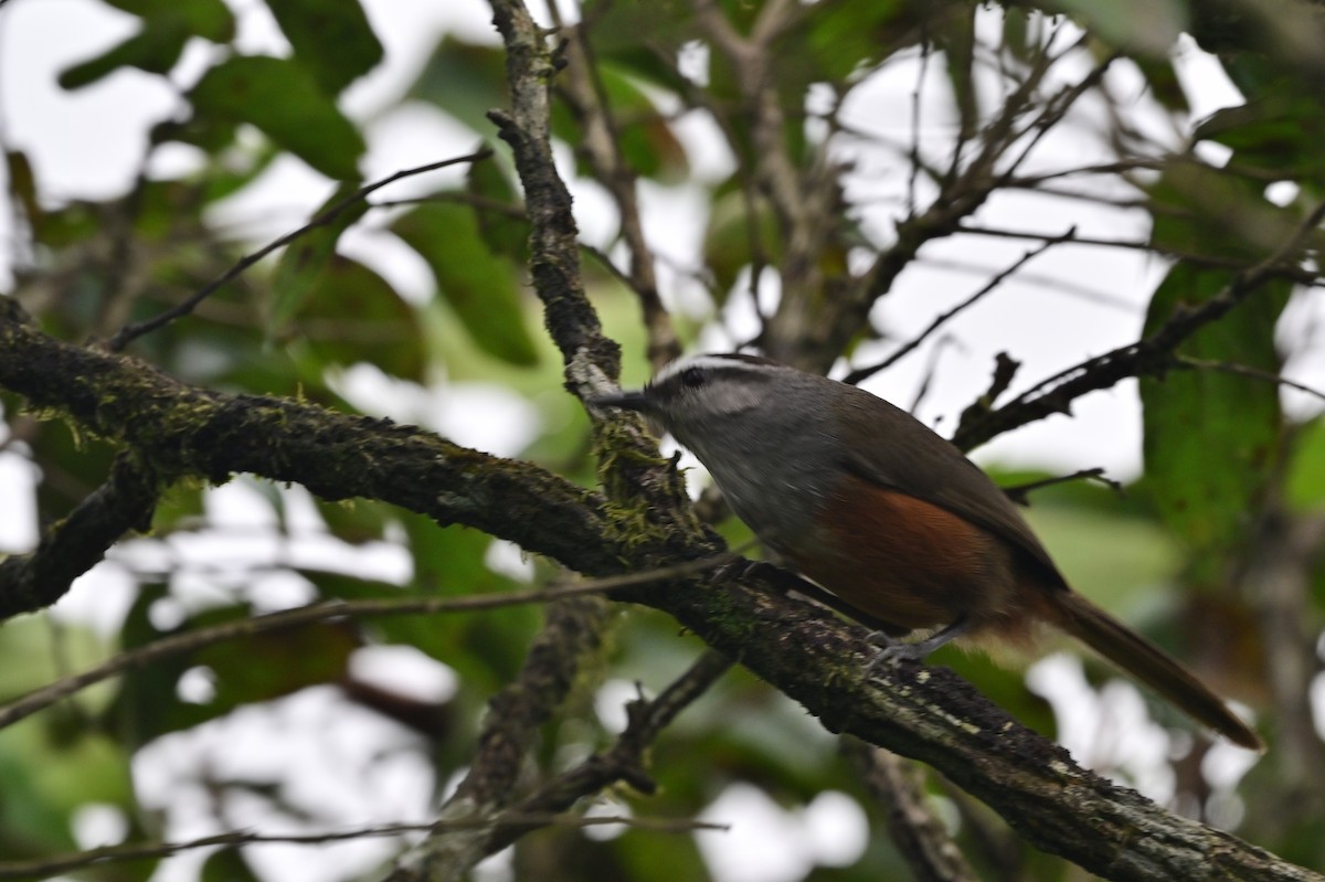 Palani Laughingthrush - ML638528942