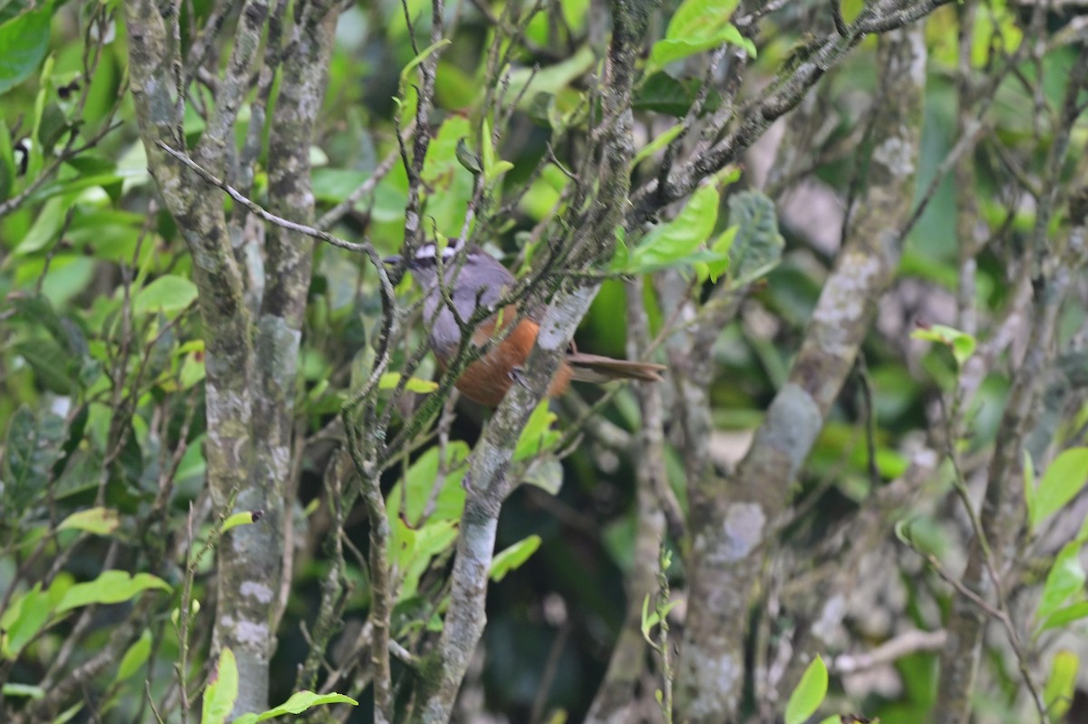 Palani Laughingthrush - ML638528943