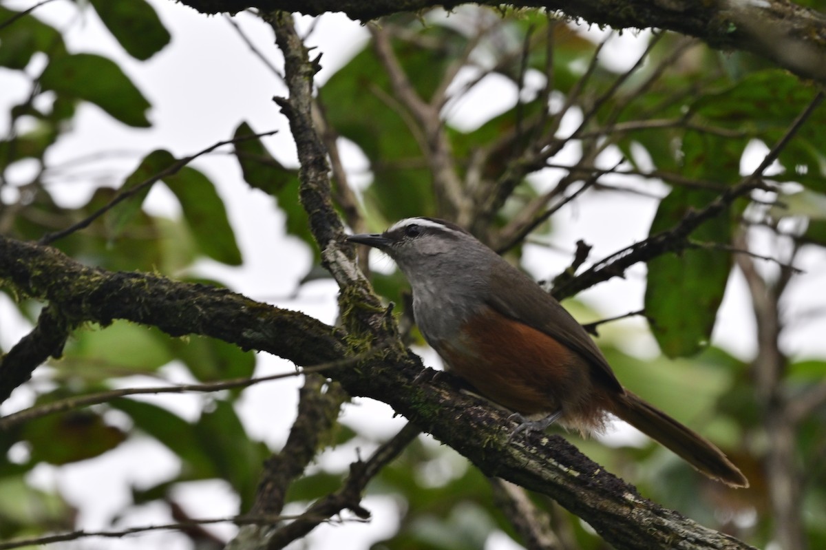 Palani Laughingthrush - ML638528946