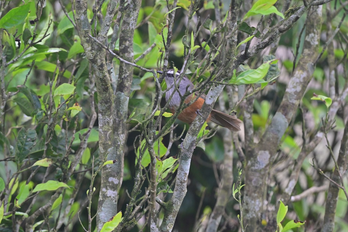 Palani Laughingthrush - ML638528947