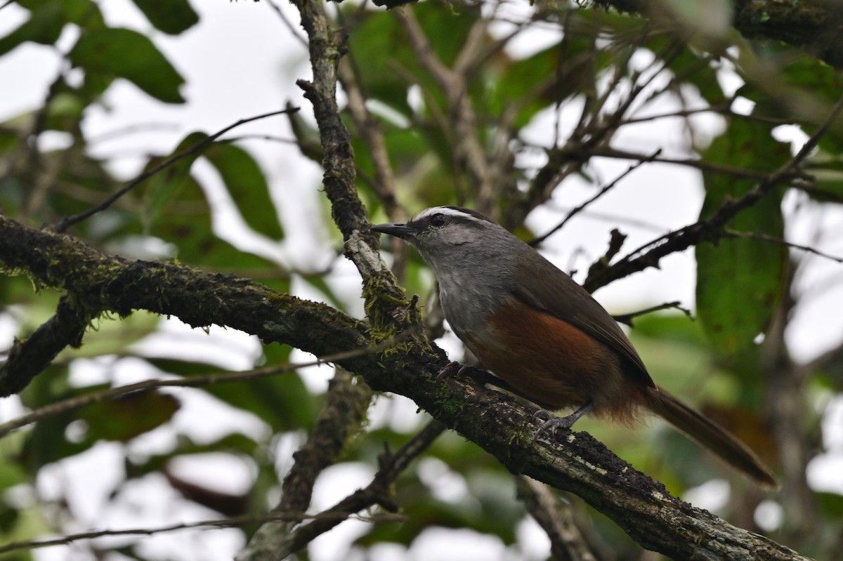 Palani Laughingthrush - ML638528948