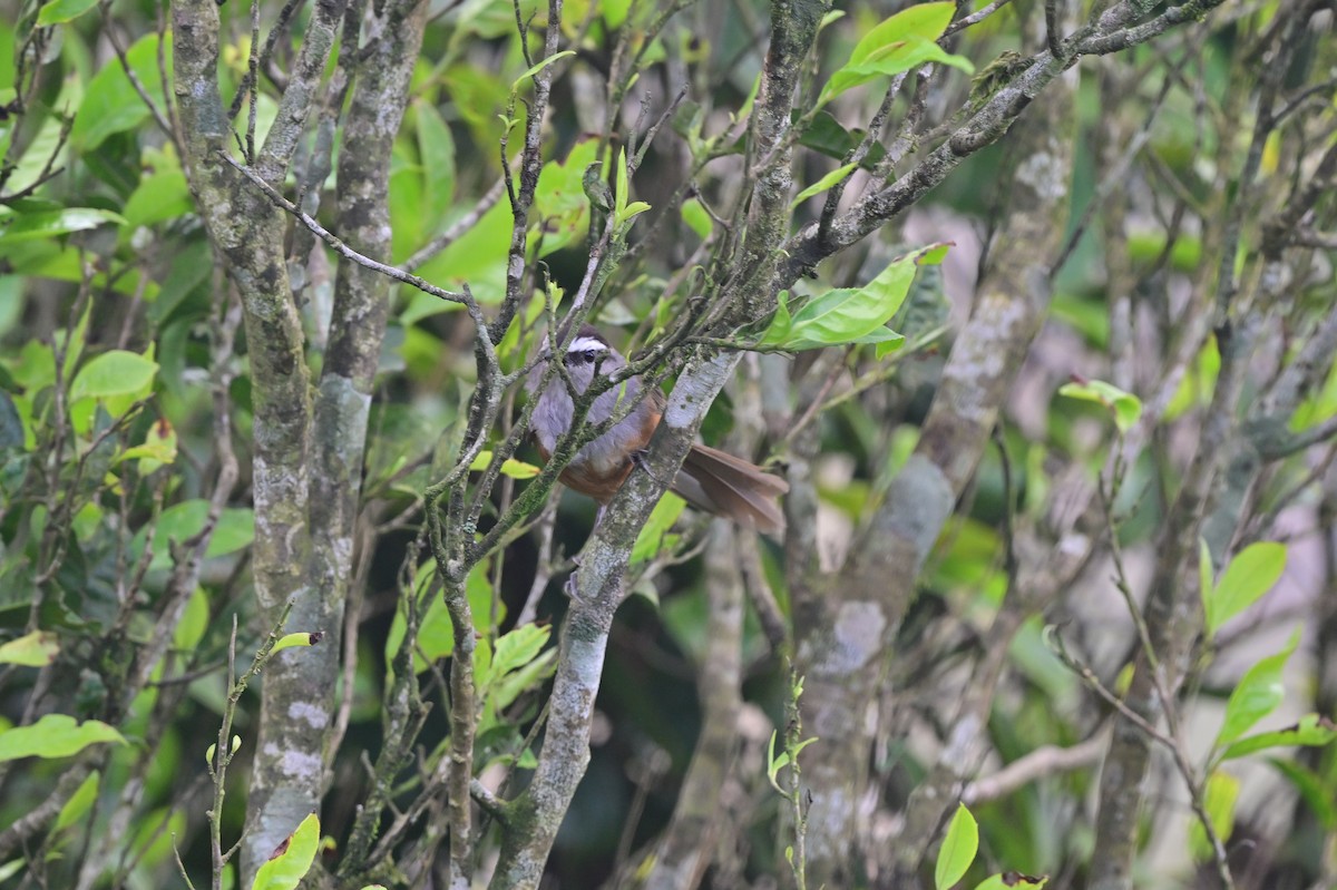 Palani Laughingthrush - ML638528949