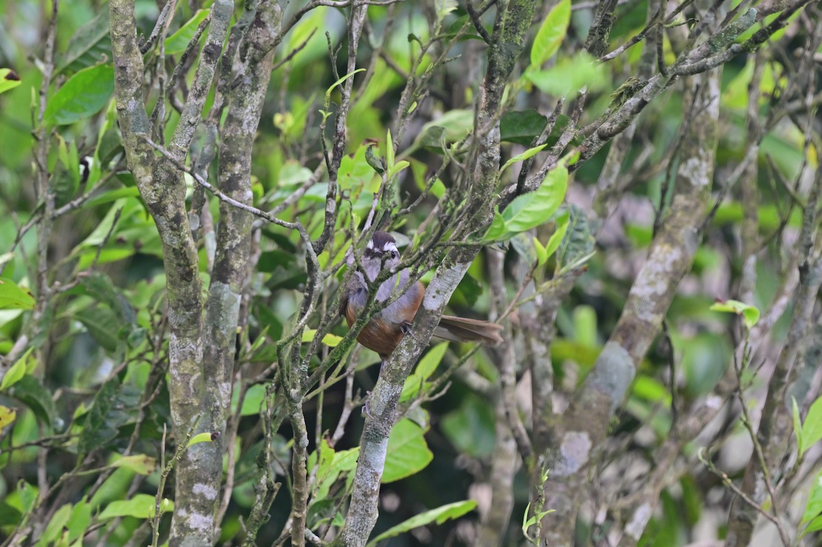 Palani Laughingthrush - ML638528950