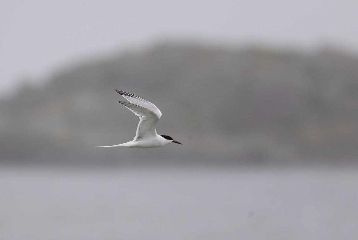 Roseate Tern - ML638528993