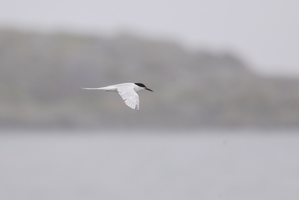 Roseate Tern - ML638528994