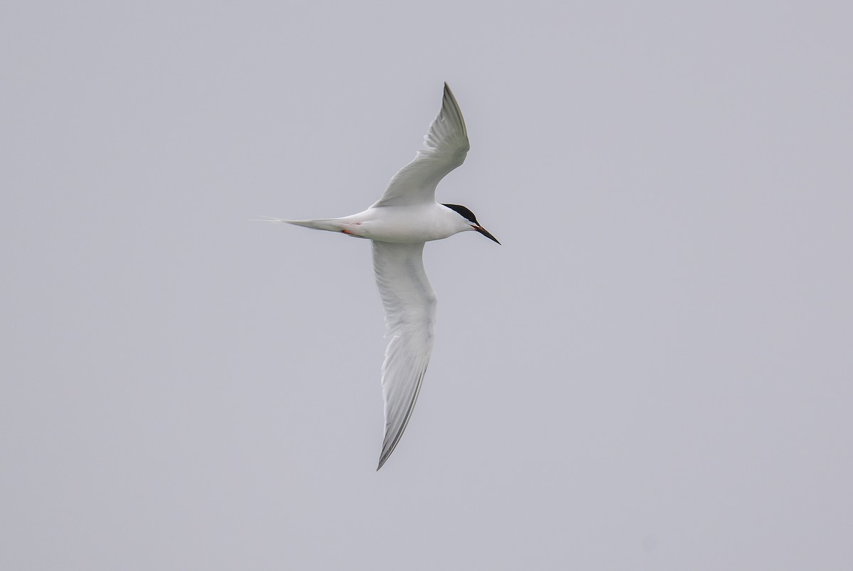 Roseate Tern - ML638528995