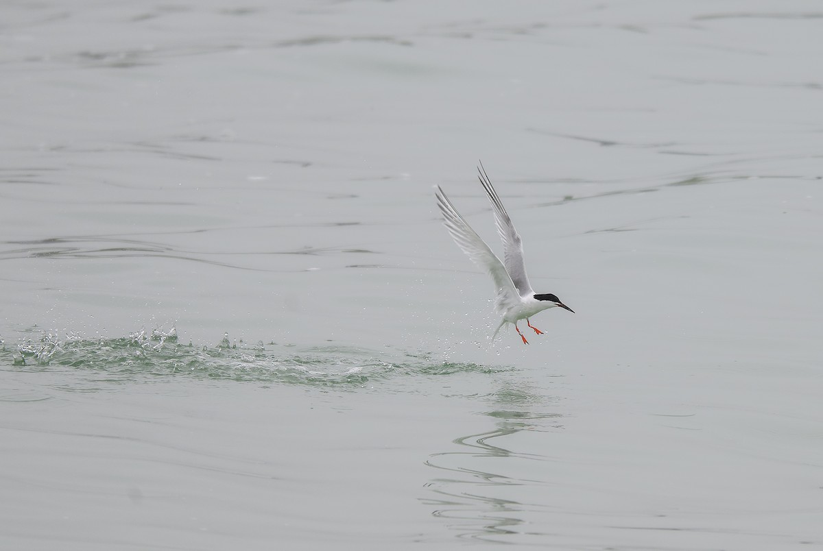 Roseate Tern - ML638528996