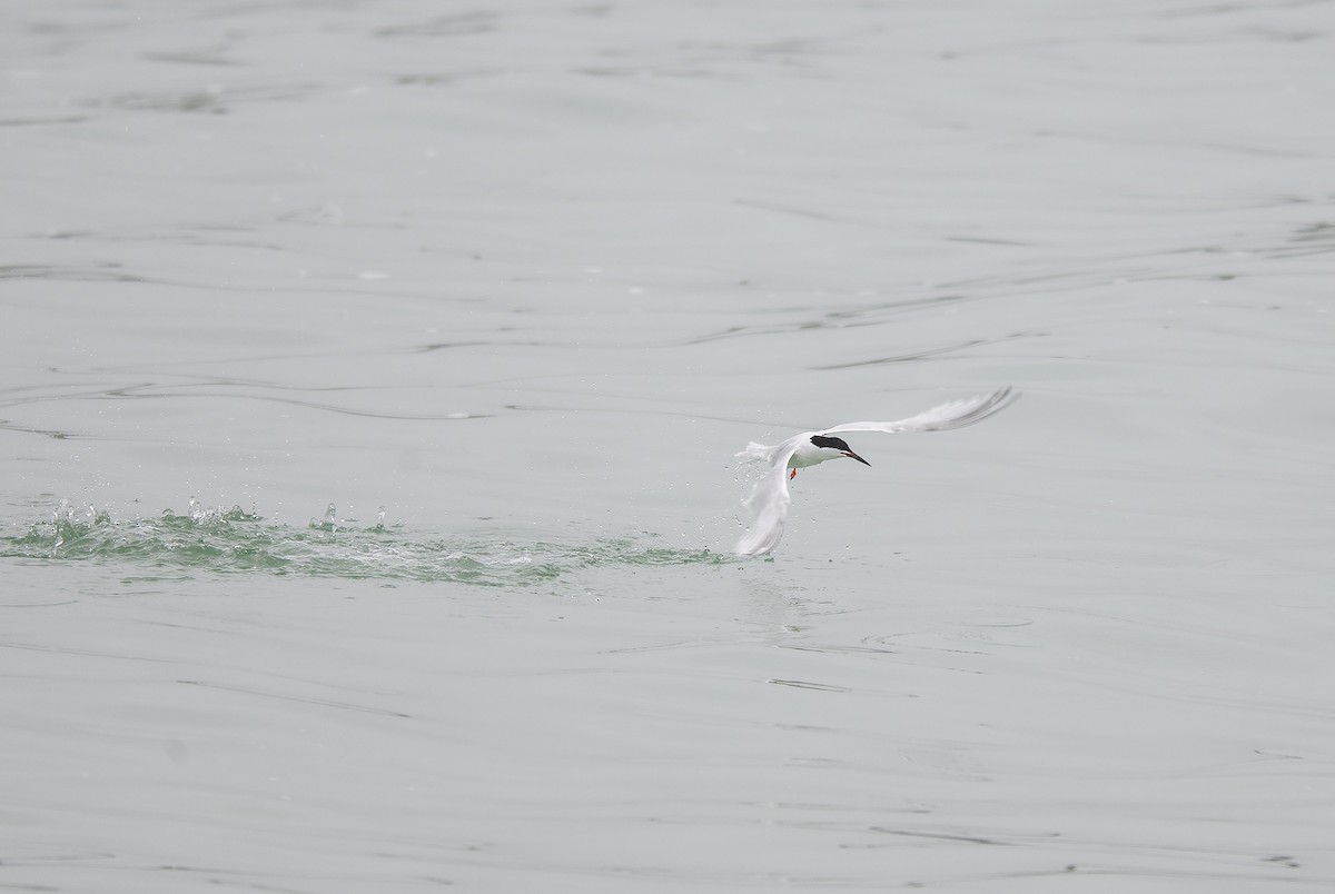 Roseate Tern - ML638528997