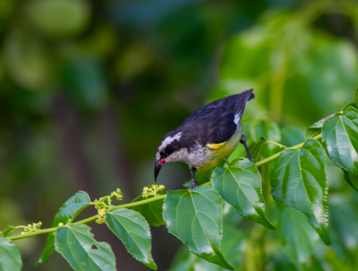 Bananaquit (Greater Antillean) - ML638528998