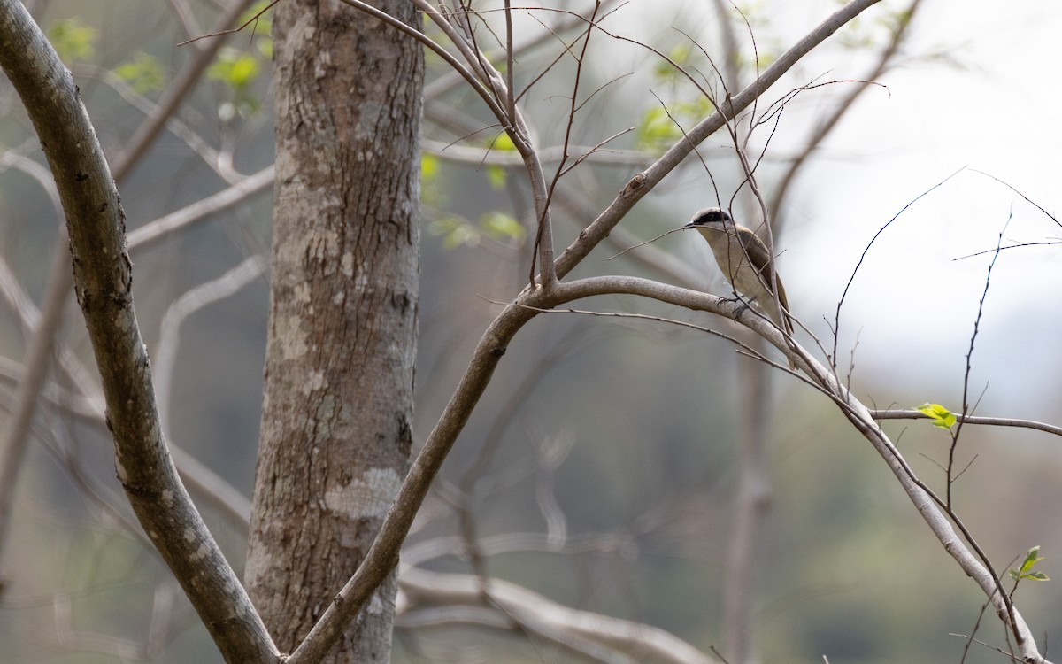 Large Woodshrike - ML638529008