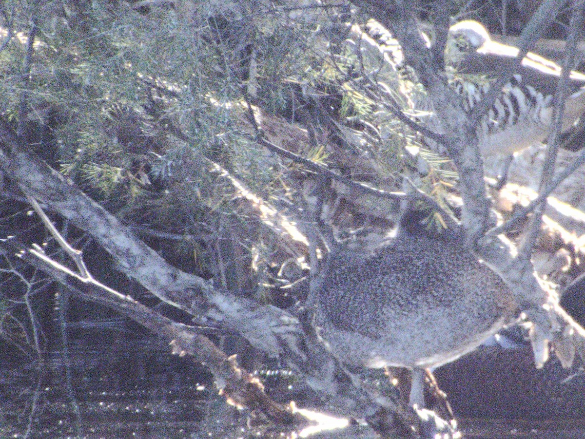 Freckled Duck - ML638529025
