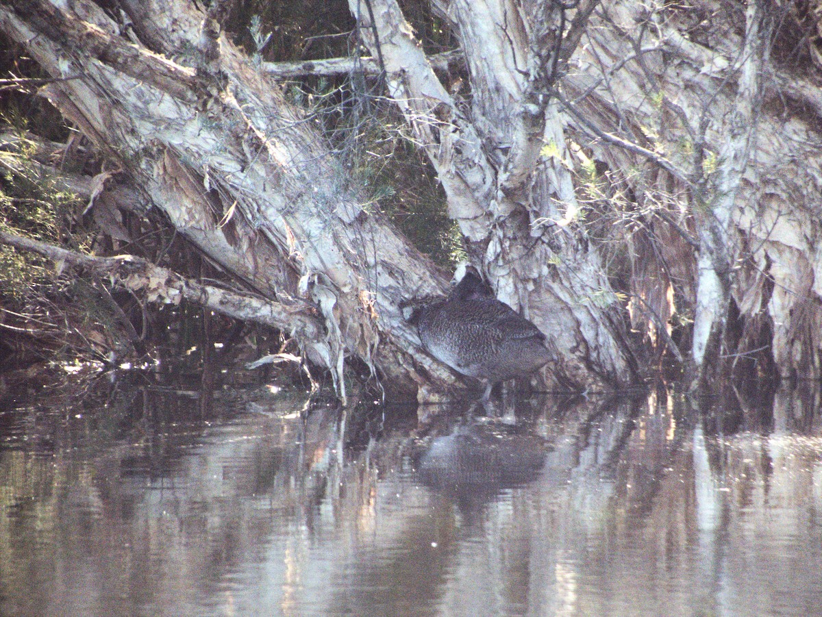 Freckled Duck - ML638529026