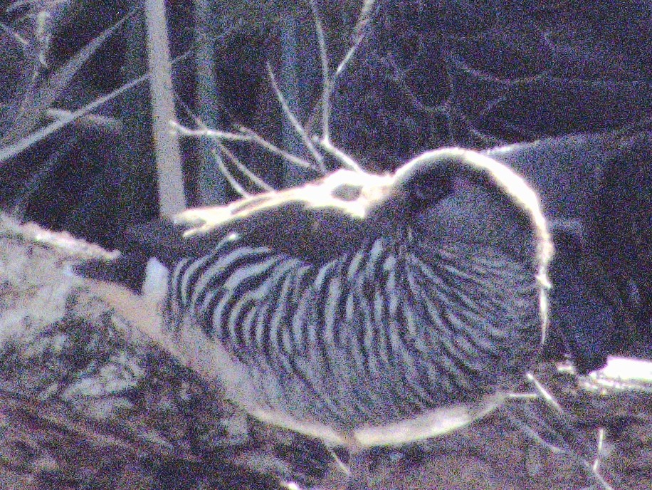 Pink-eared Duck - ML638529028