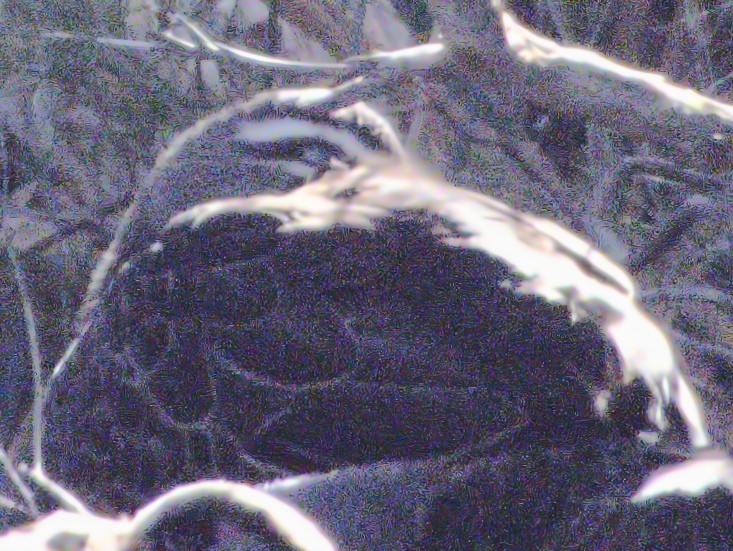 Pacific Black Duck - ML638529030