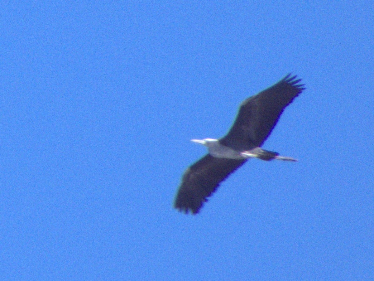 Pacific Heron - ML638529038