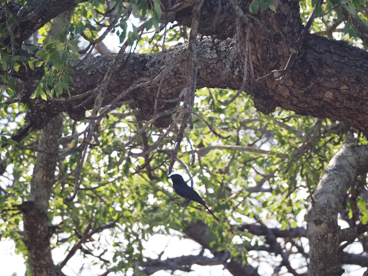 Fork-tailed Drongo - ML638529057