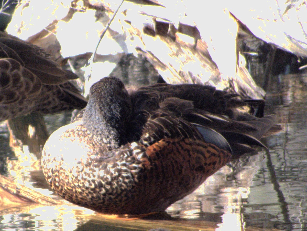 Australasian Shoveler - ML638529059