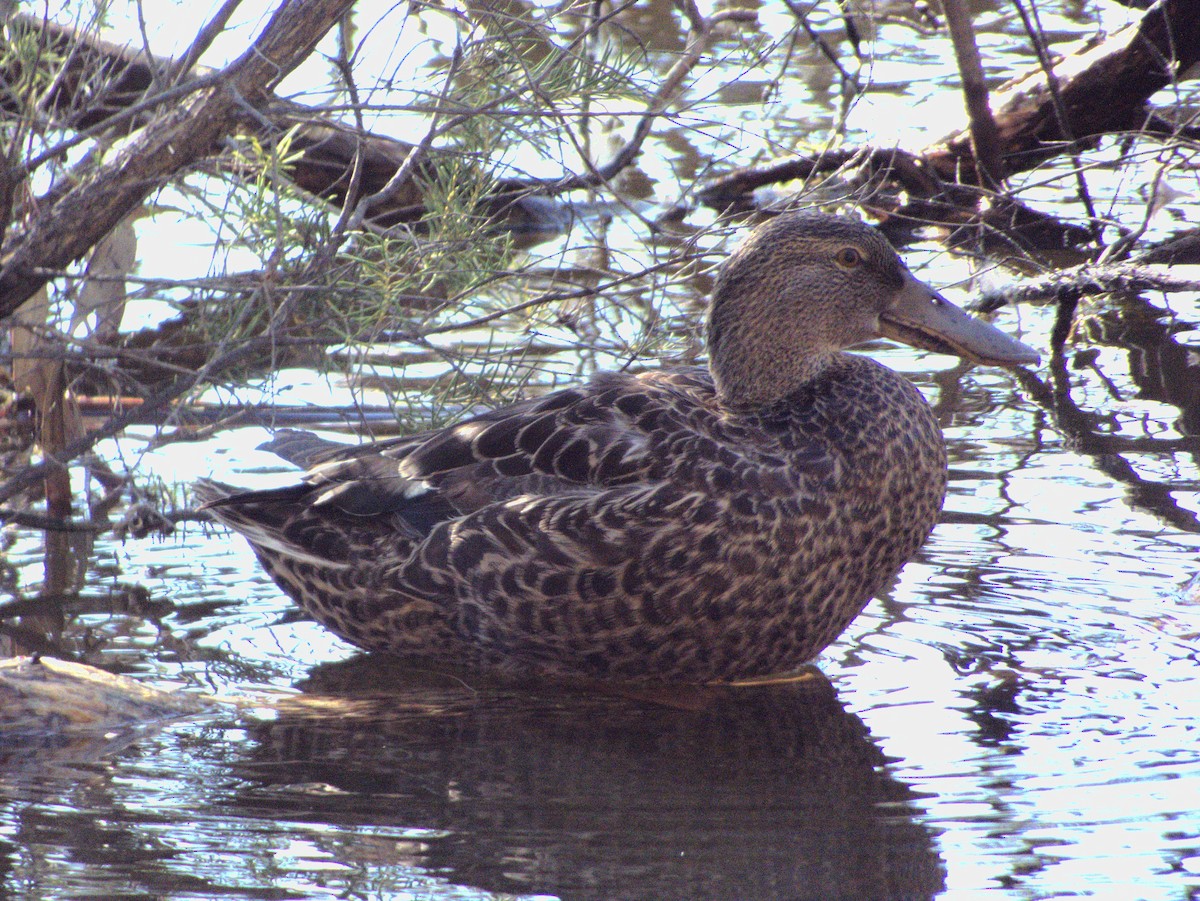 Australasian Shoveler - ML638529060