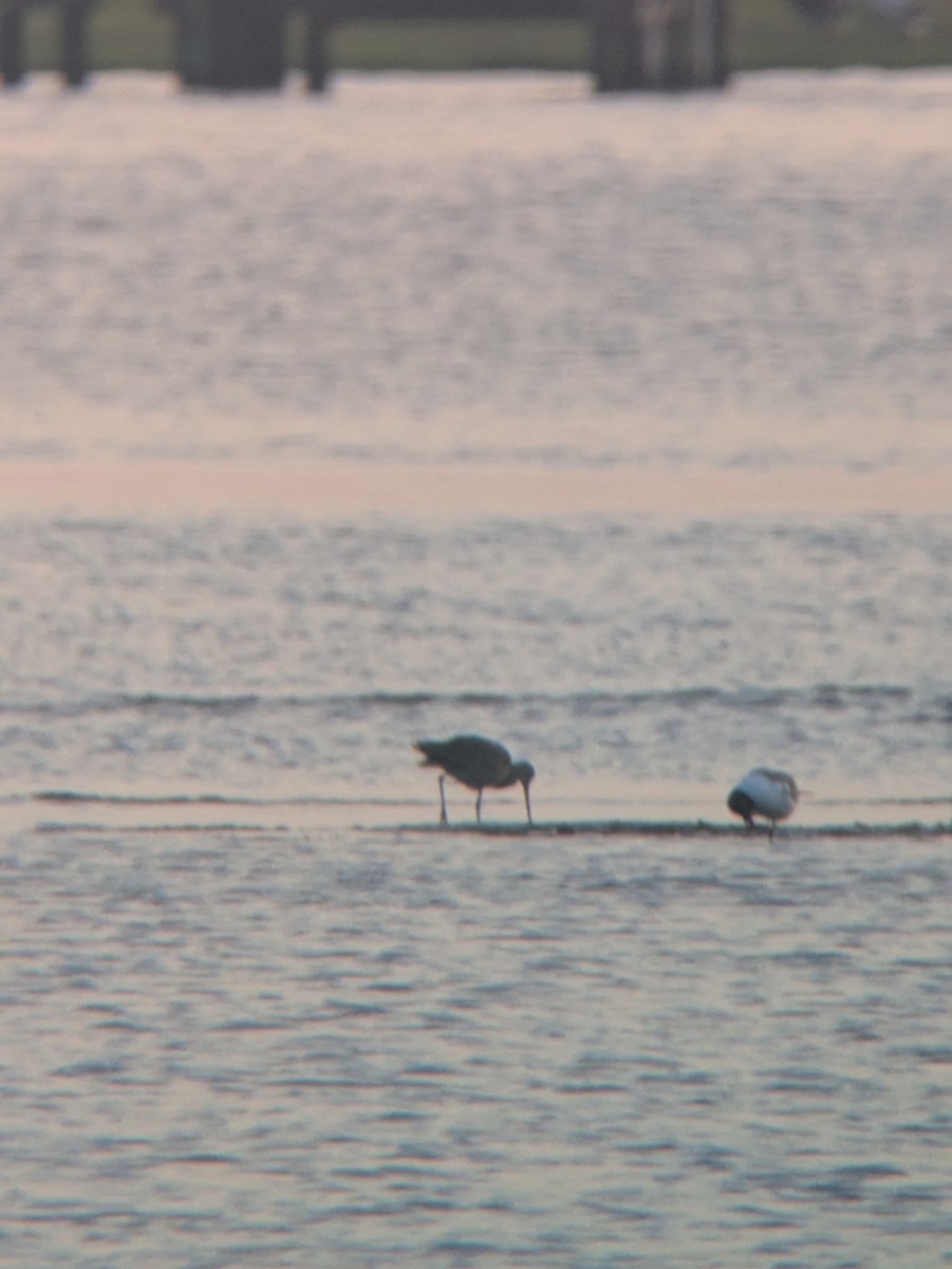 Marbled Godwit - ML638529062