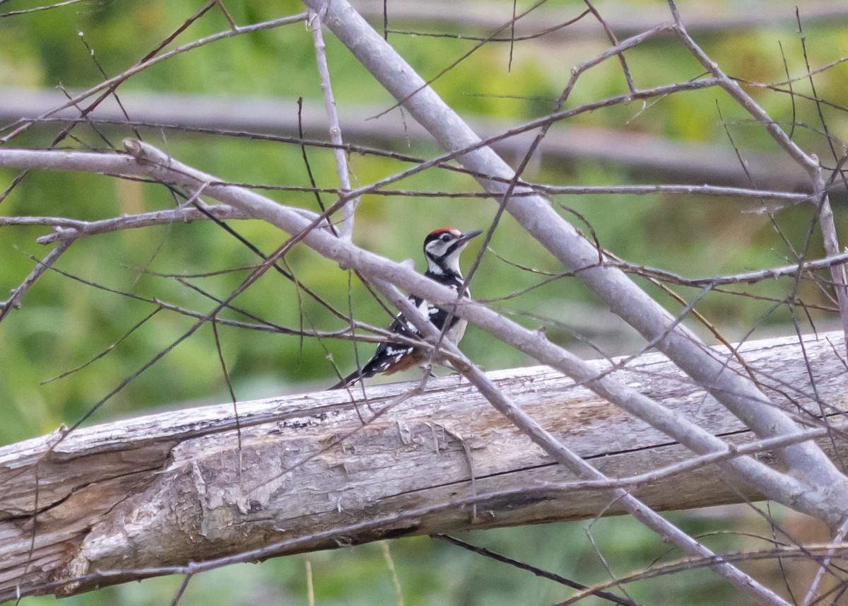 Great Spotted Woodpecker - ML638529090