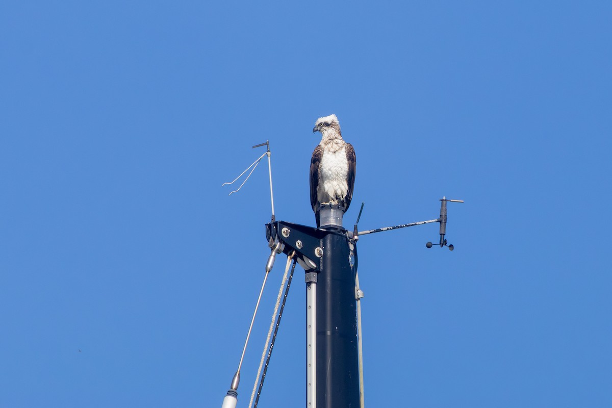 Osprey (Australasian) - ML638529132