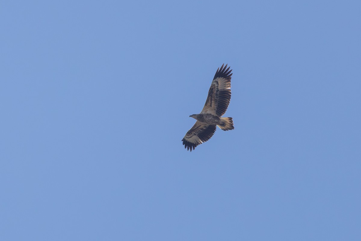 White-bellied Sea-Eagle - ML638529133