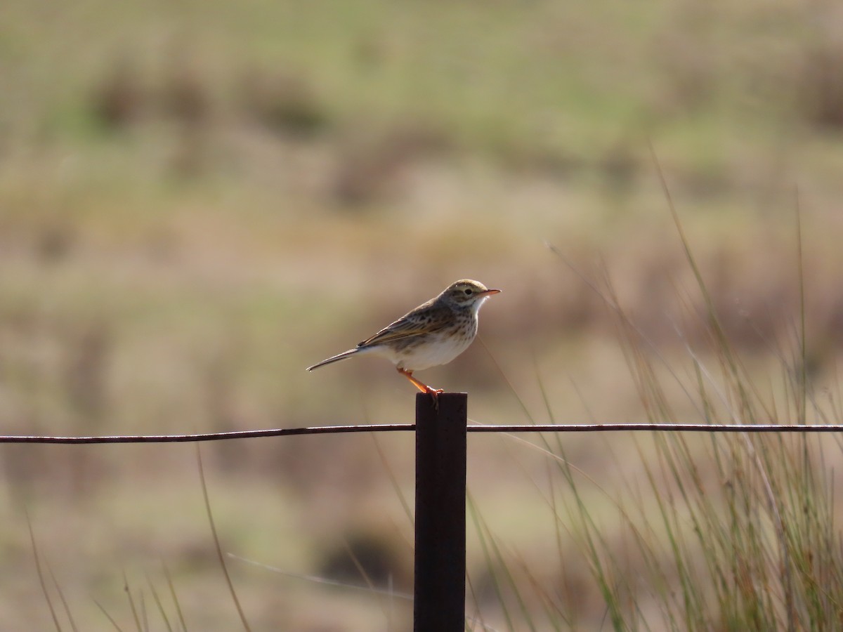 Australian Pipit - ML638529134